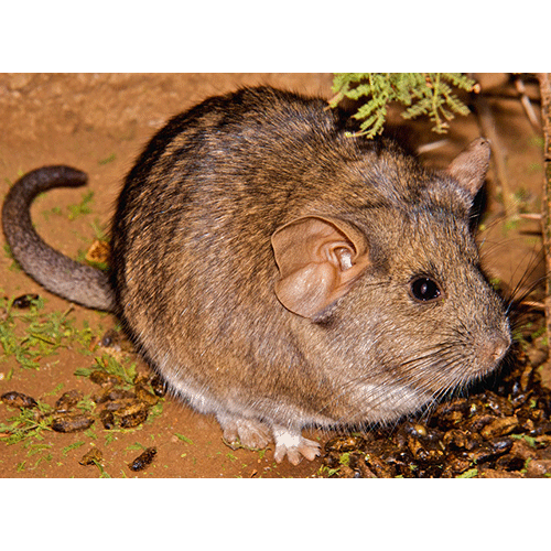  Род Шиншилловые крысы  фото
