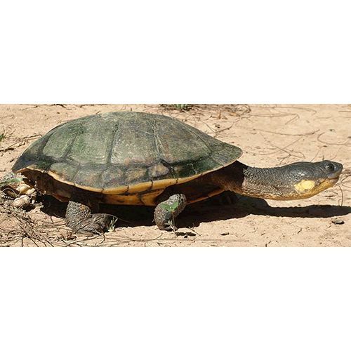  Род Южноамериканские бокошейные болотные черепахи  фото