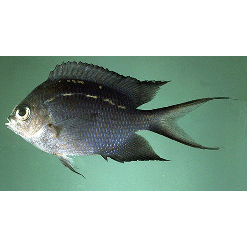 Род Acanthochromis фото