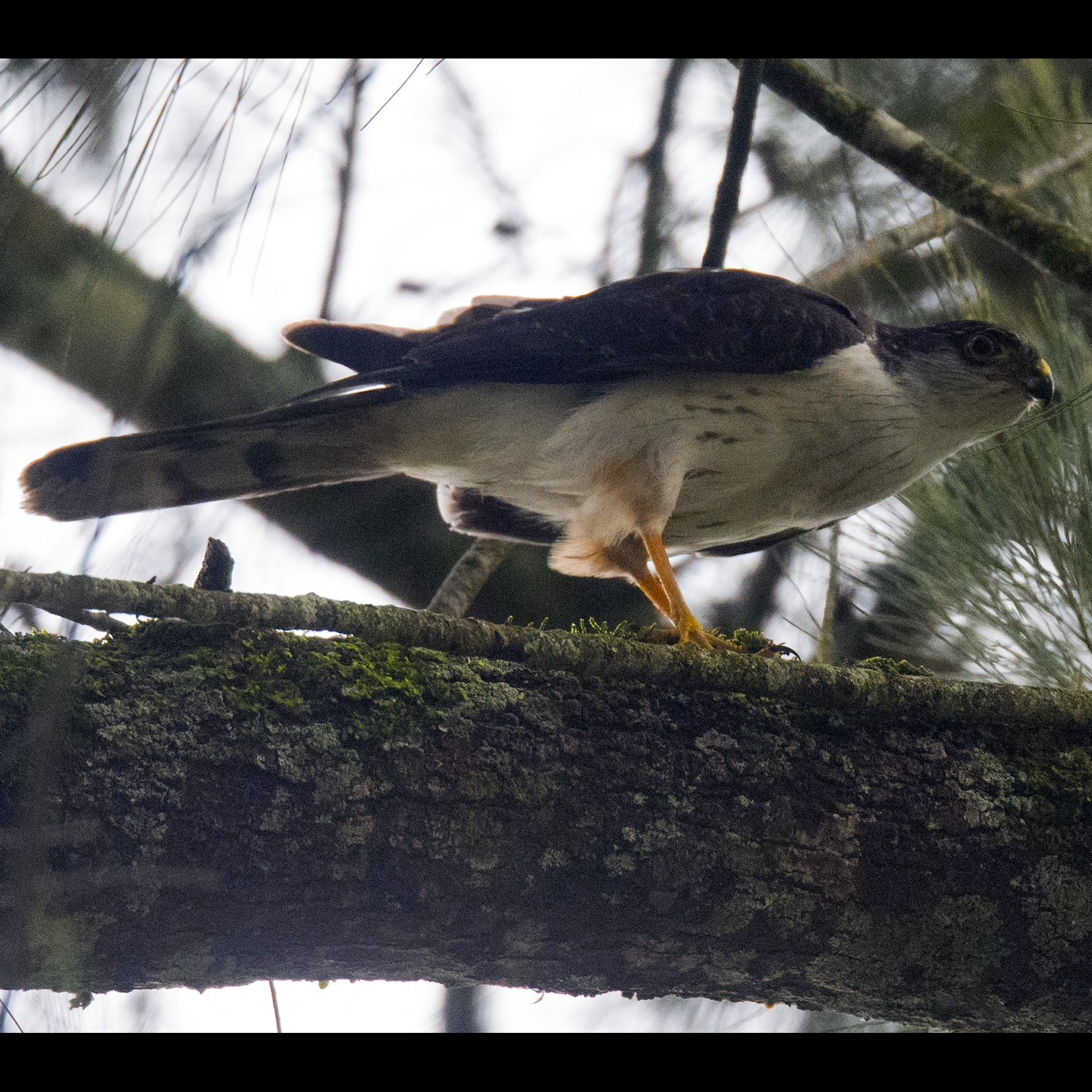 White Breasted Hawk (Accipiter chionogaster) Фото №3