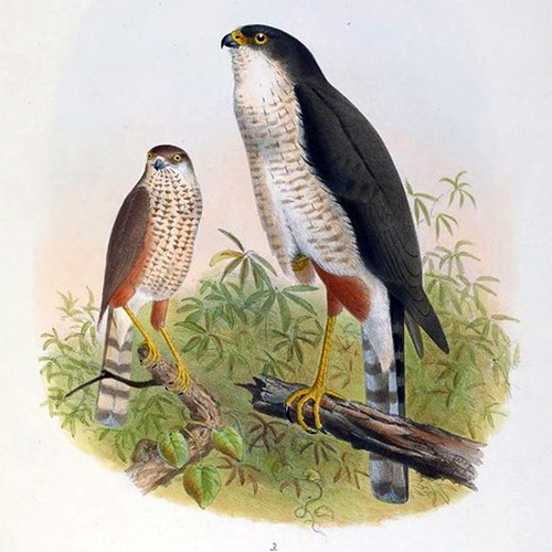 Rufous Thighed Hawk (Accipiter erythronemius) Фото №10