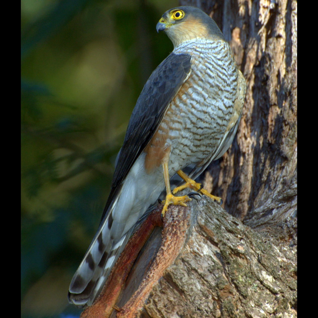Rufous Thighed Hawk (Accipiter erythronemius) Фото №2
