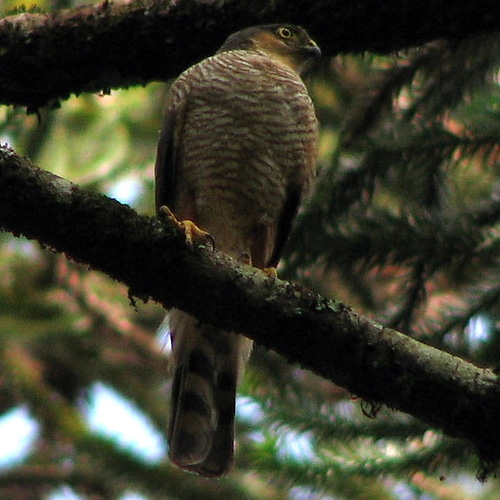 Rufous Thighed Hawk (Accipiter erythronemius) Фото №3