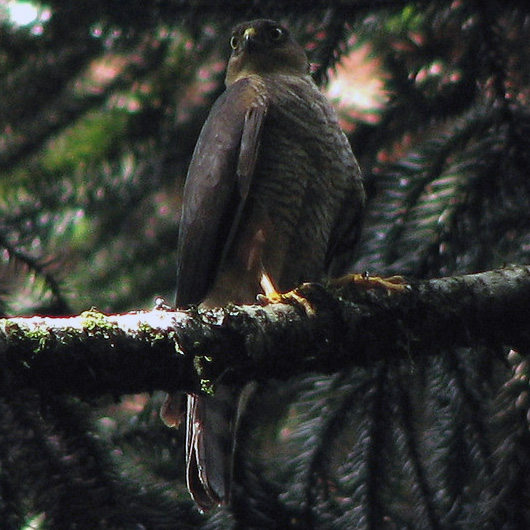 Rufous Thighed Hawk (Accipiter erythronemius) Фото №5