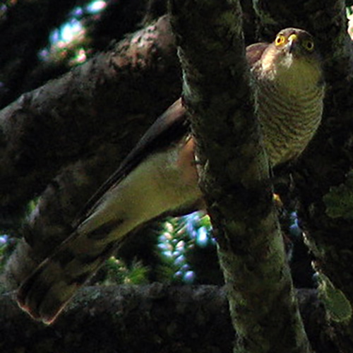 Rufous Thighed Hawk (Accipiter erythronemius) Фото №8