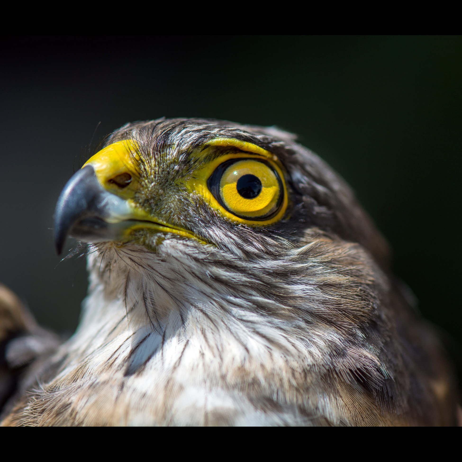 Plain Breasted Hawk (Accipiter ventralis) Фото №10