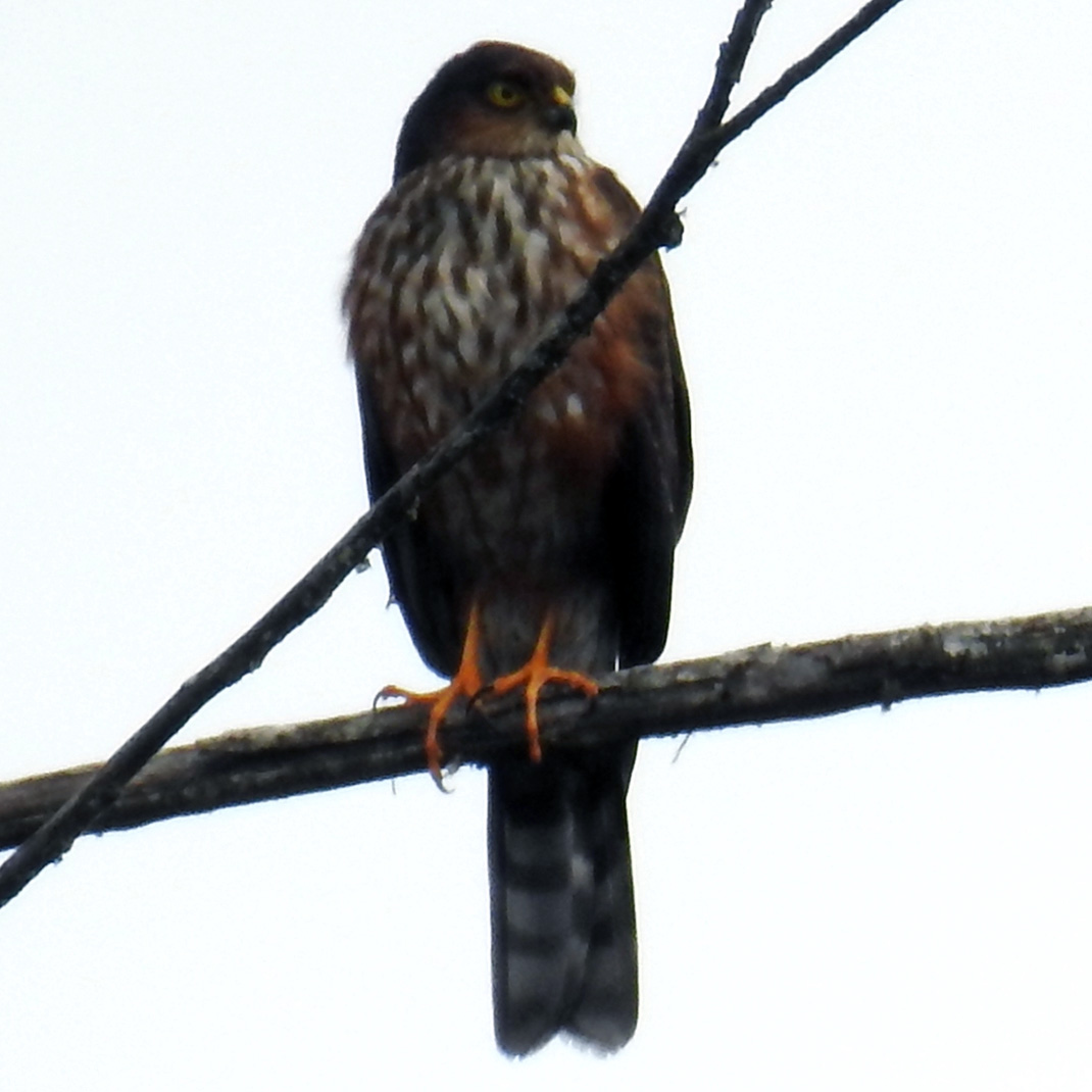 Plain Breasted Hawk (Accipiter ventralis) Фото №4