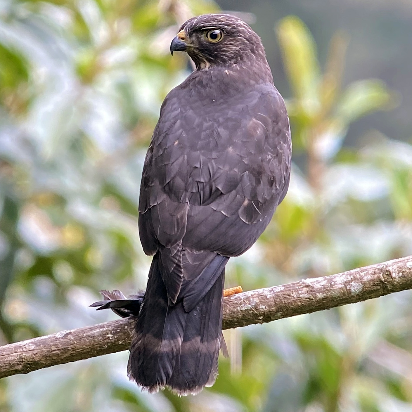 Plain Breasted Hawk (Accipiter ventralis) Фото №5