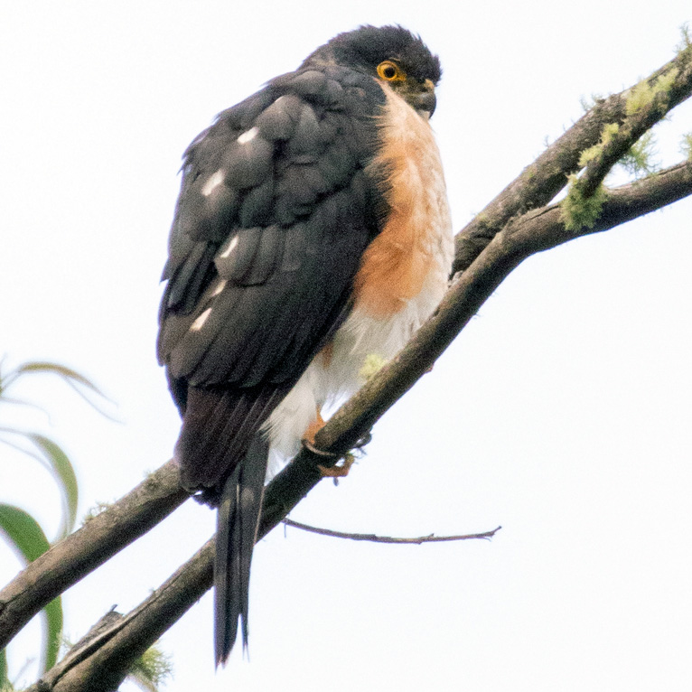 Plain Breasted Hawk (Accipiter ventralis) Фото №7