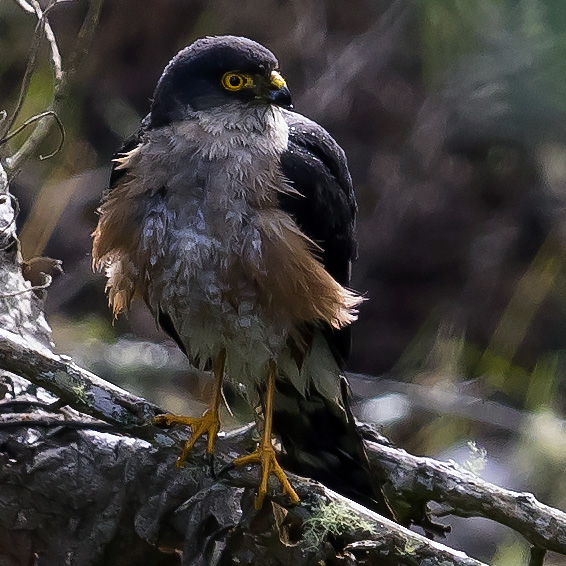 Plain Breasted Hawk (Accipiter ventralis) Фото №8