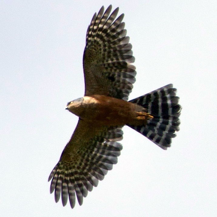 Plain Breasted Hawk (Accipiter ventralis) Фото №9