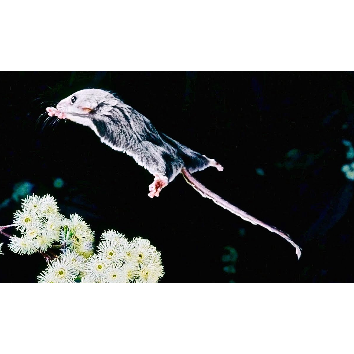 Карликовый летучий кускус (Acrobates pygmaeus) Фото №6