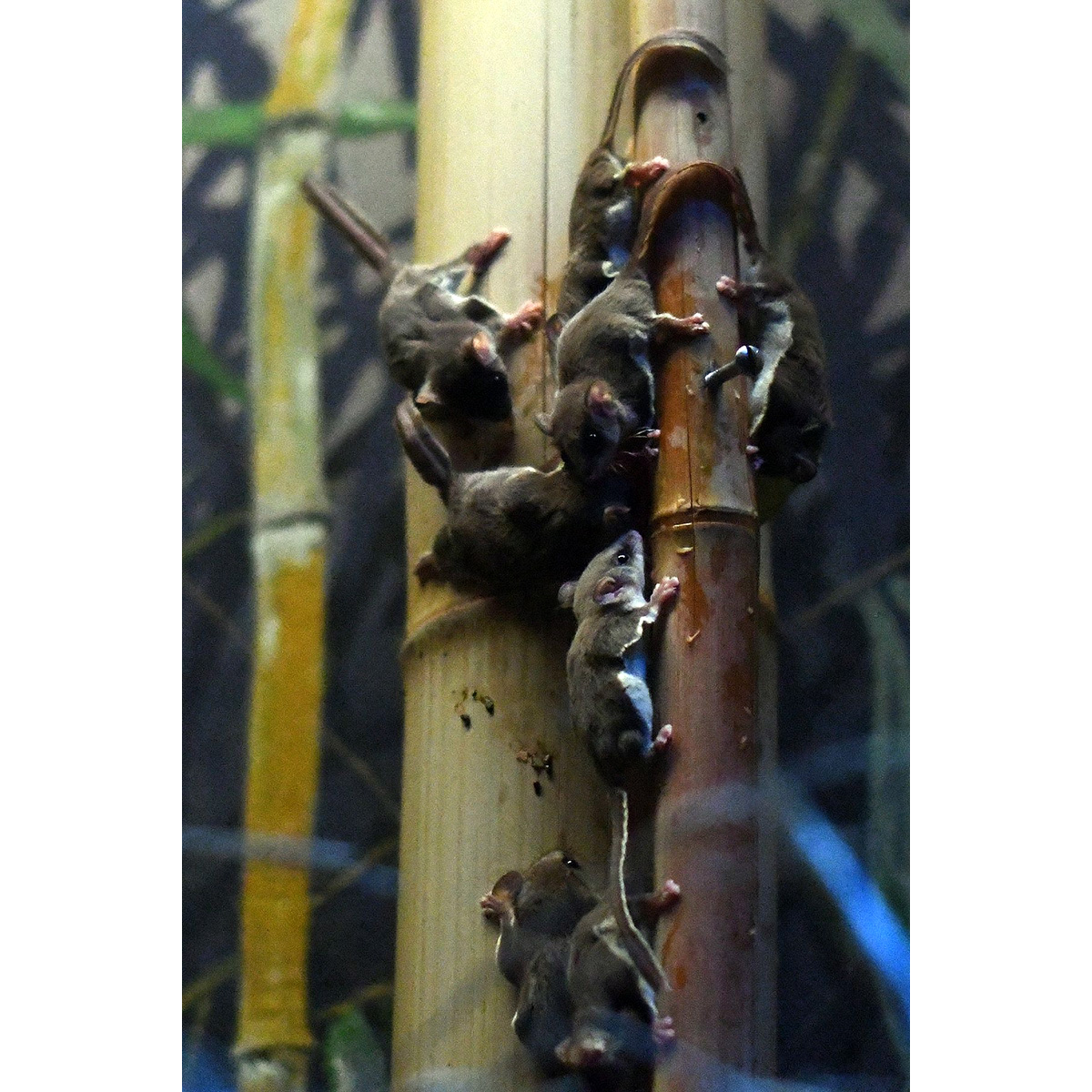 Карликовый летучий кускус (Acrobates pygmaeus) Фото №7