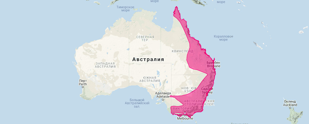 Карликовый летучий кускус (Acrobates pygmaeus) Ареал обитания на карте