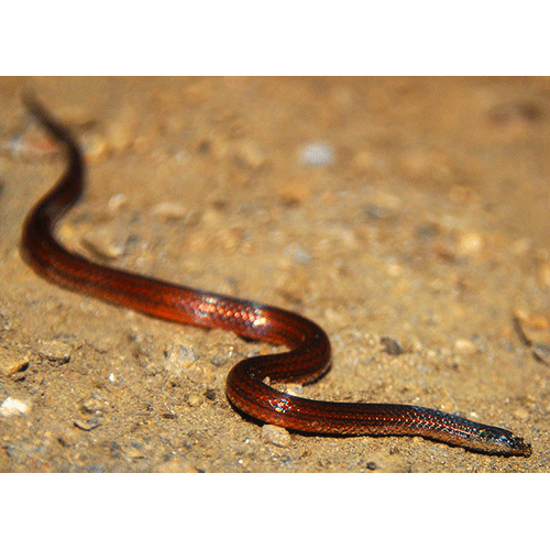  Род Адельфийские змеи  фото