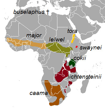Alcelaphus buselaphus Ареал обитания на карте