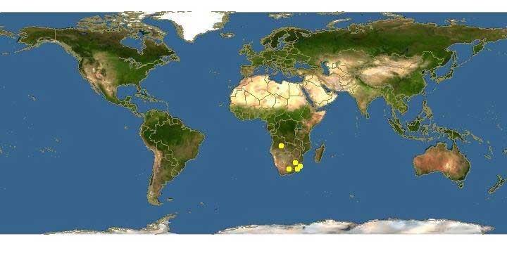 Amblysomus hottentotus Ареал обитания на карте