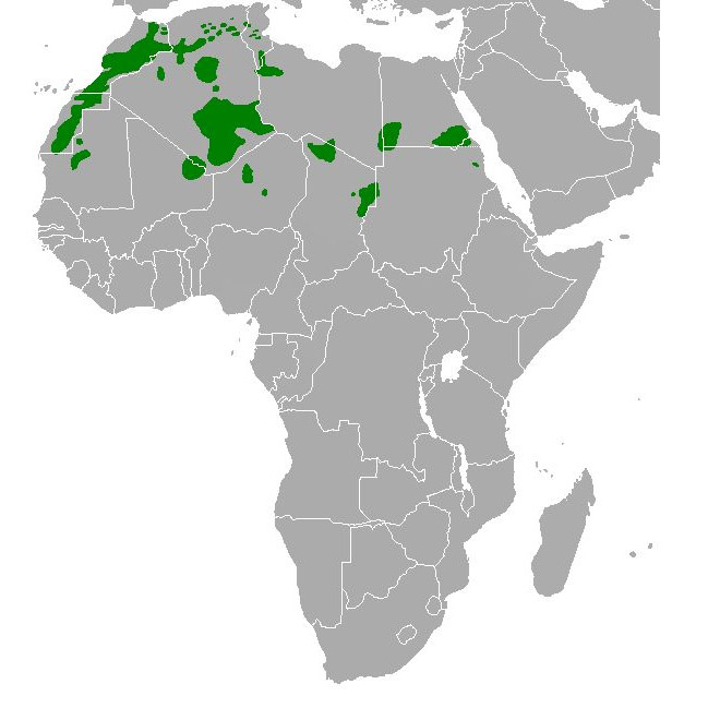 Ammotragus lervia Ареал обитания на карте