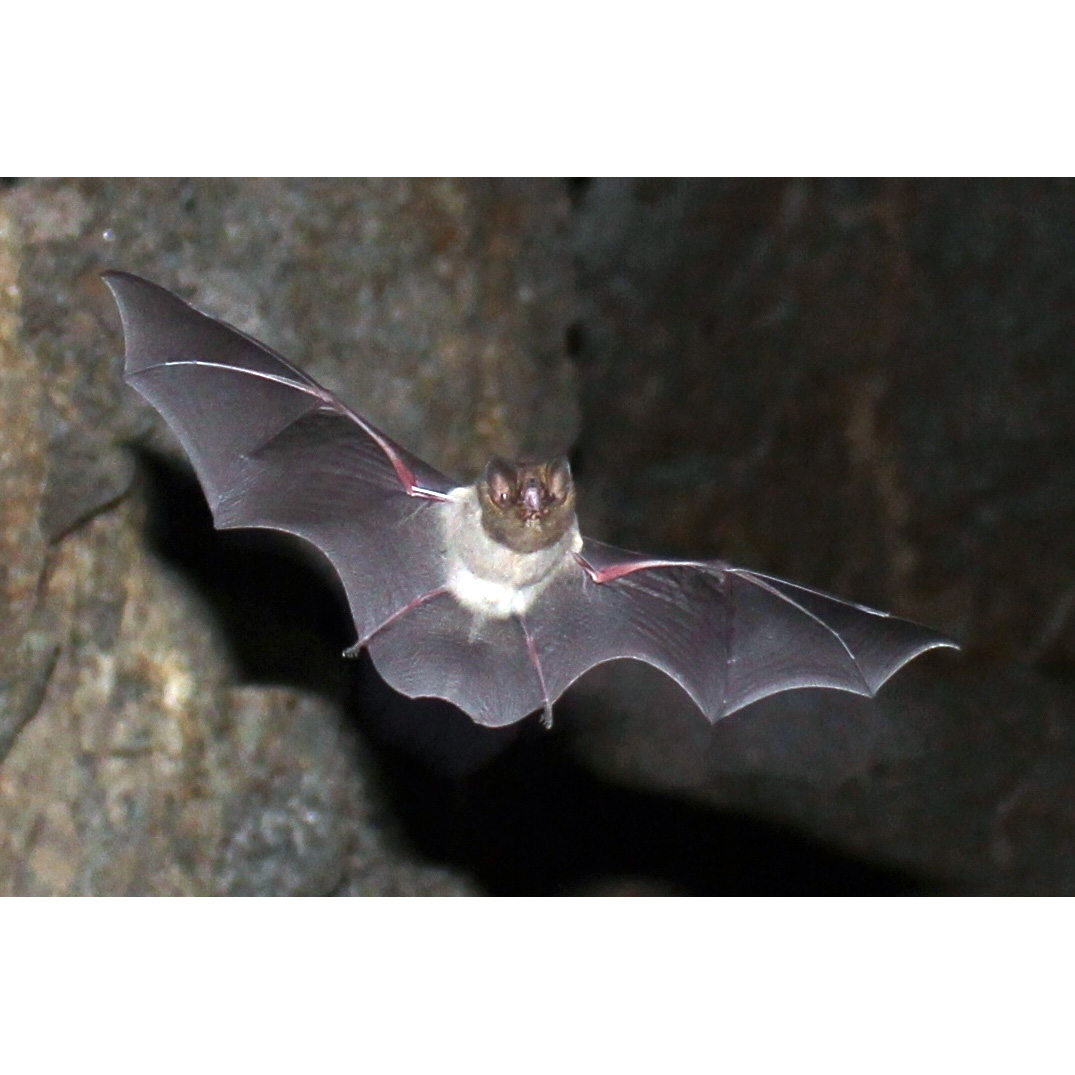 Дымчатая летучая мышь (Amorphochilus schnablii) Фото №4