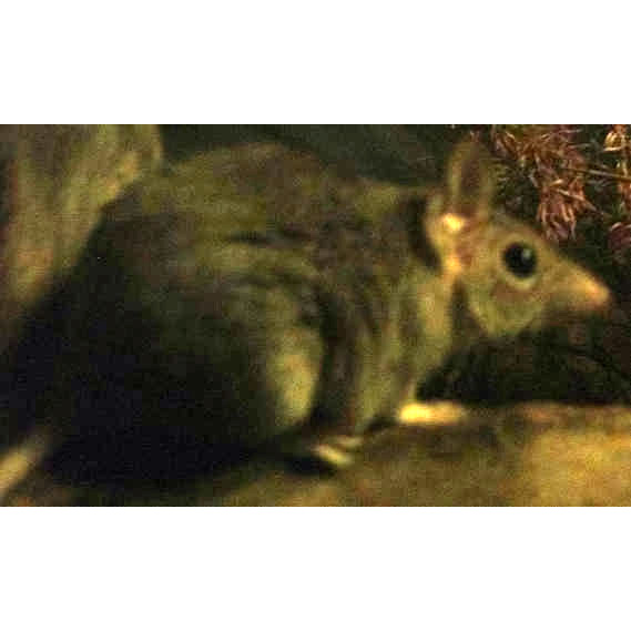 Пятнистоглазая сумчатая мышь (Antechinus bellus) Фото №2