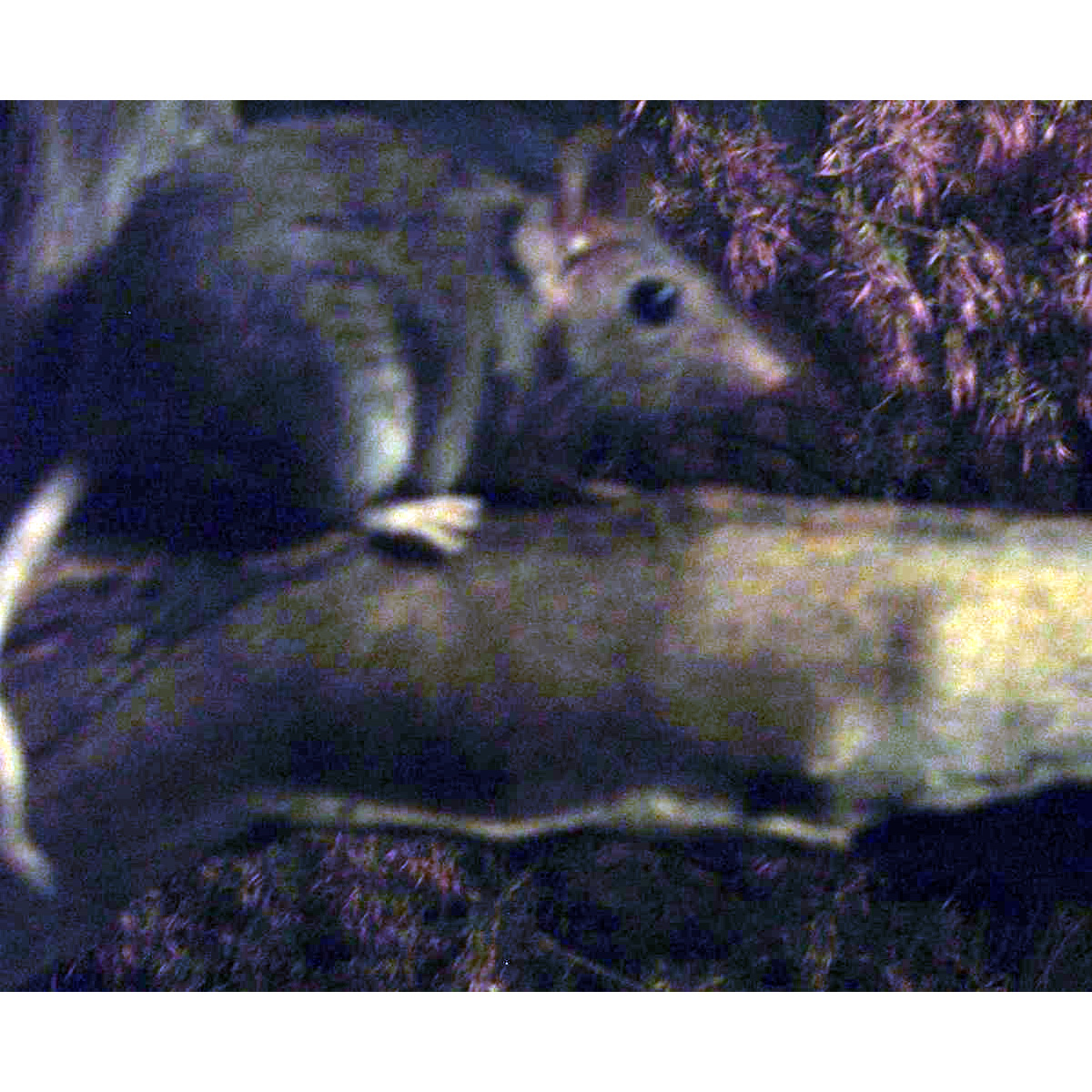 Пятнистоглазая сумчатая мышь (Antechinus bellus) Фото №3
