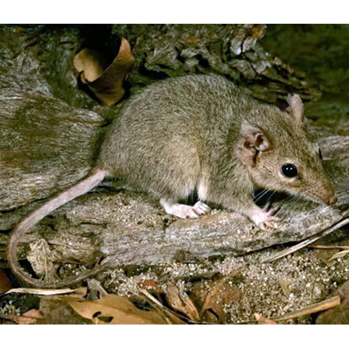 Пятнистоглазая сумчатая мышь (Antechinus bellus) Фото №1