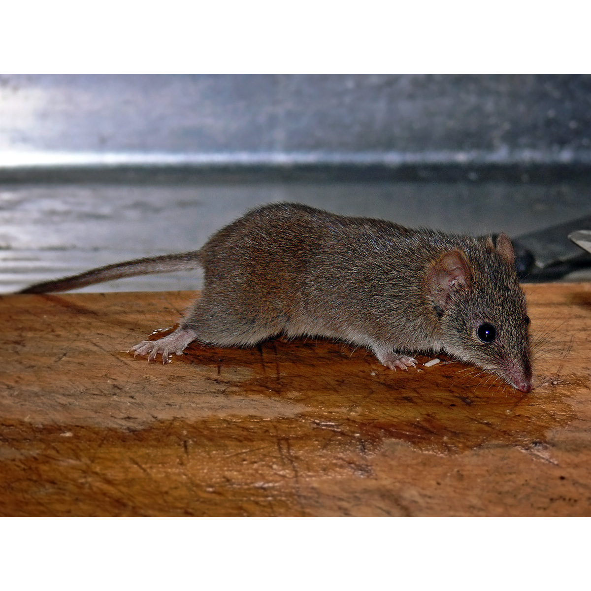 Желтоногая сумчатая мышь (Antechinus flavipes) Фото №3