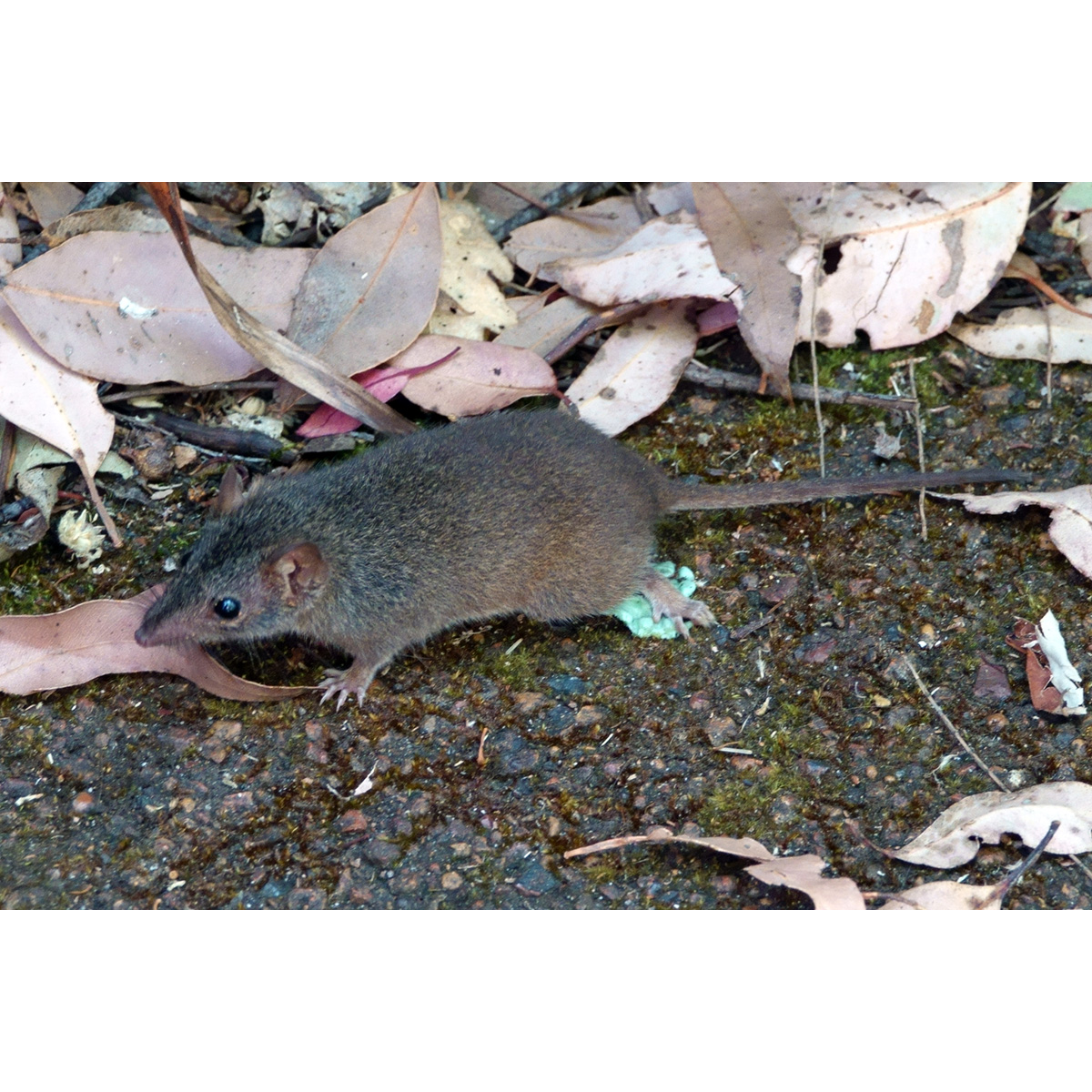 Желтоногая сумчатая мышь (Antechinus flavipes) Фото №4