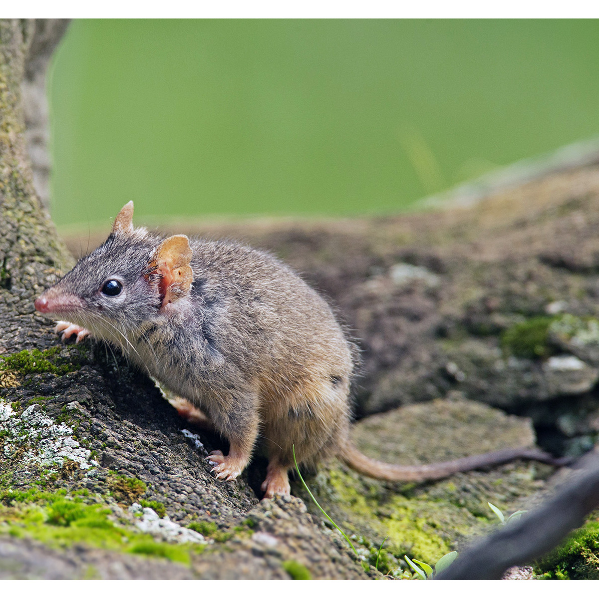 Желтоногая сумчатая мышь (Antechinus flavipes) Фото №5