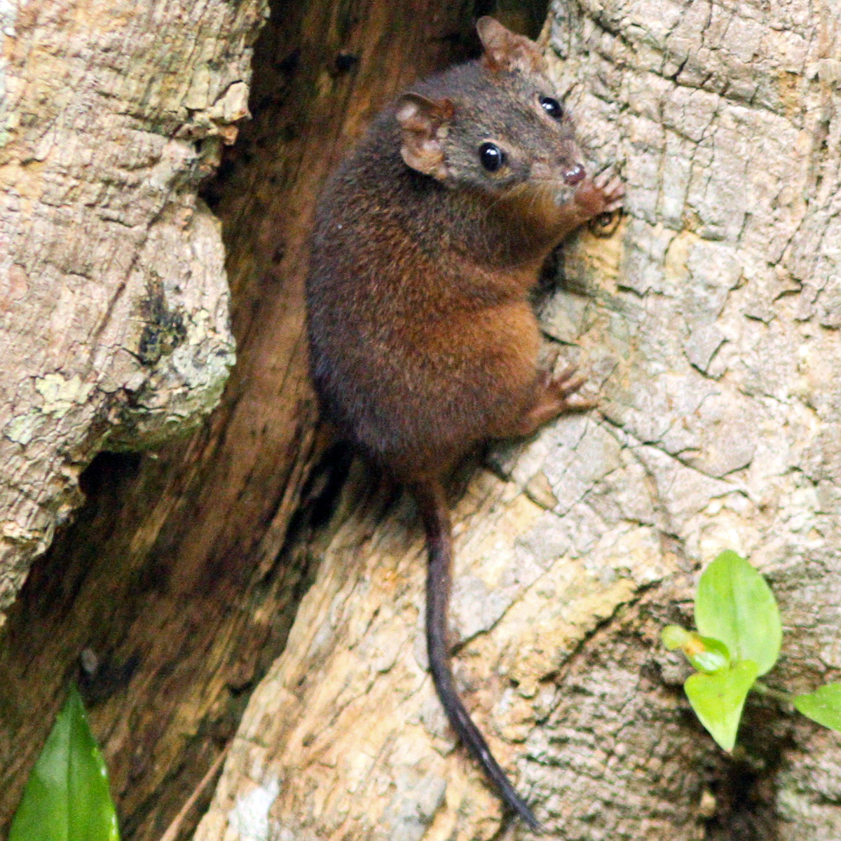 Желтоногая сумчатая мышь (Antechinus flavipes) Фото №6