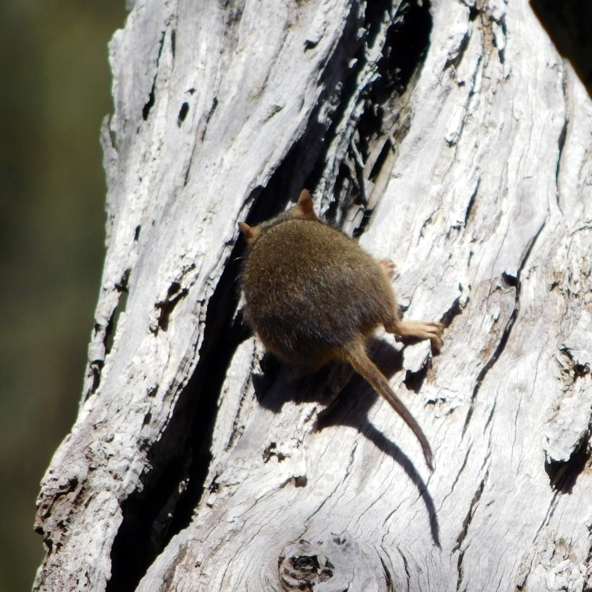 Желтоногая сумчатая мышь (Antechinus flavipes) Фото №7