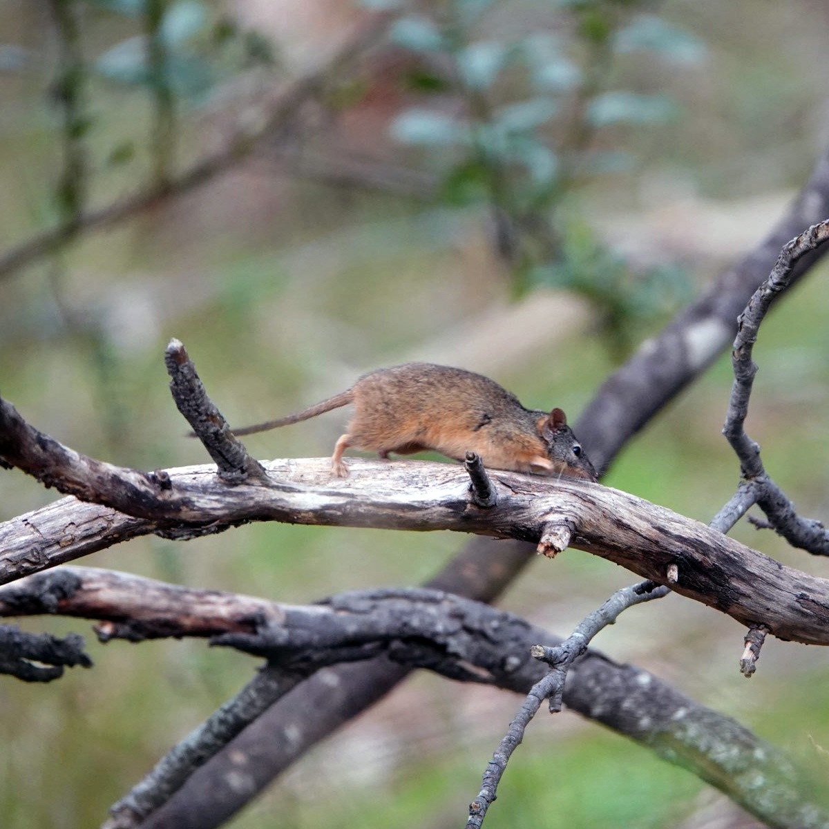 Желтоногая сумчатая мышь (Antechinus flavipes) Фото №8