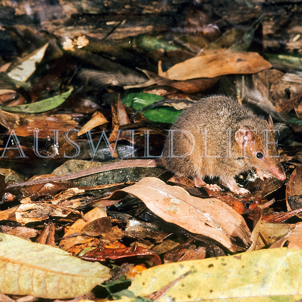Сумчатая мышь Годмана (Antechinus godmani) Фото №1
