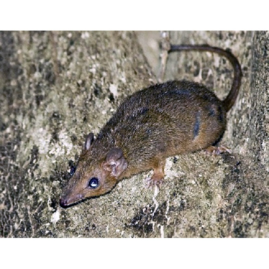 Коричневая сумчатая мышь (Antechinus leo) Фото №2