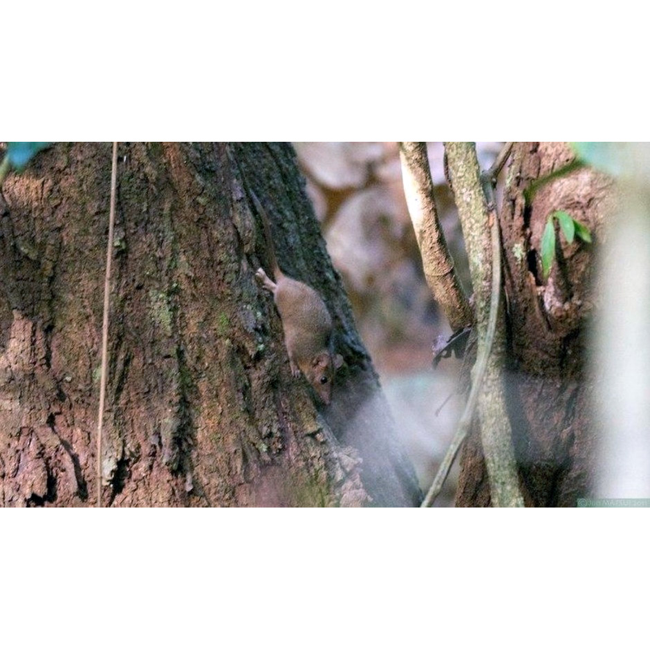 Коричневая сумчатая мышь (Antechinus leo) Фото №3