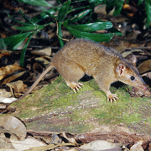 Коричневая сумчатая мышь (Antechinus leo) Фото №1