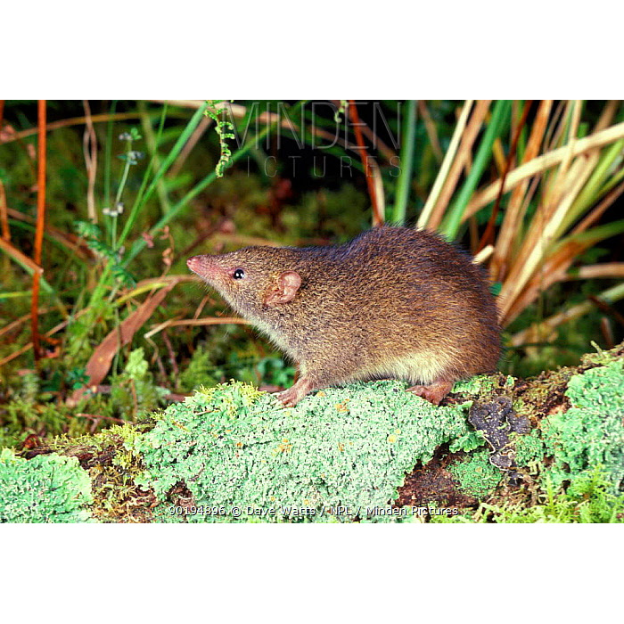 Малая сумчатая мышь (Antechinus minimus) Фото №2