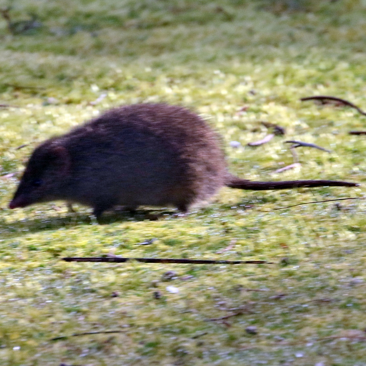 Малая сумчатая мышь (Antechinus minimus) Фото №3