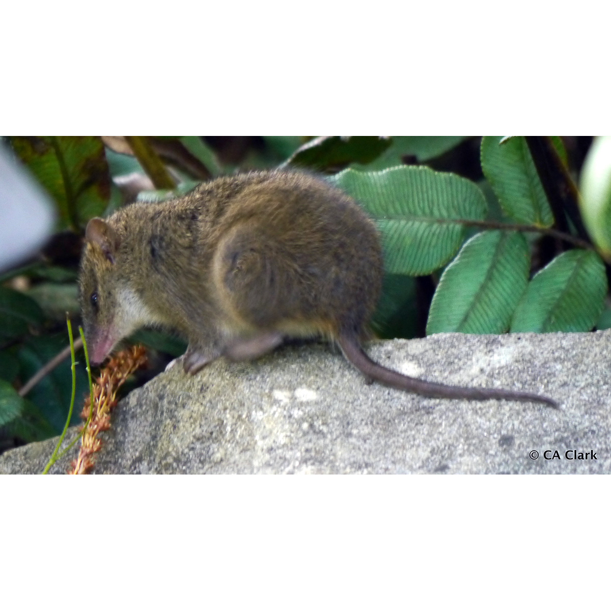 Малая сумчатая мышь (Antechinus minimus) Фото №4