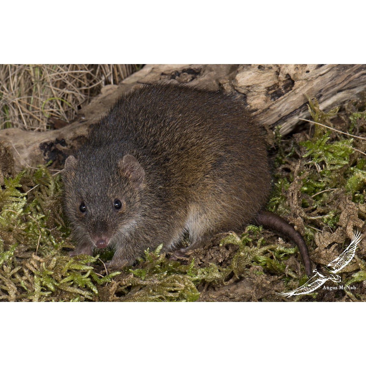 Малая сумчатая мышь (Antechinus minimus) Фото №5