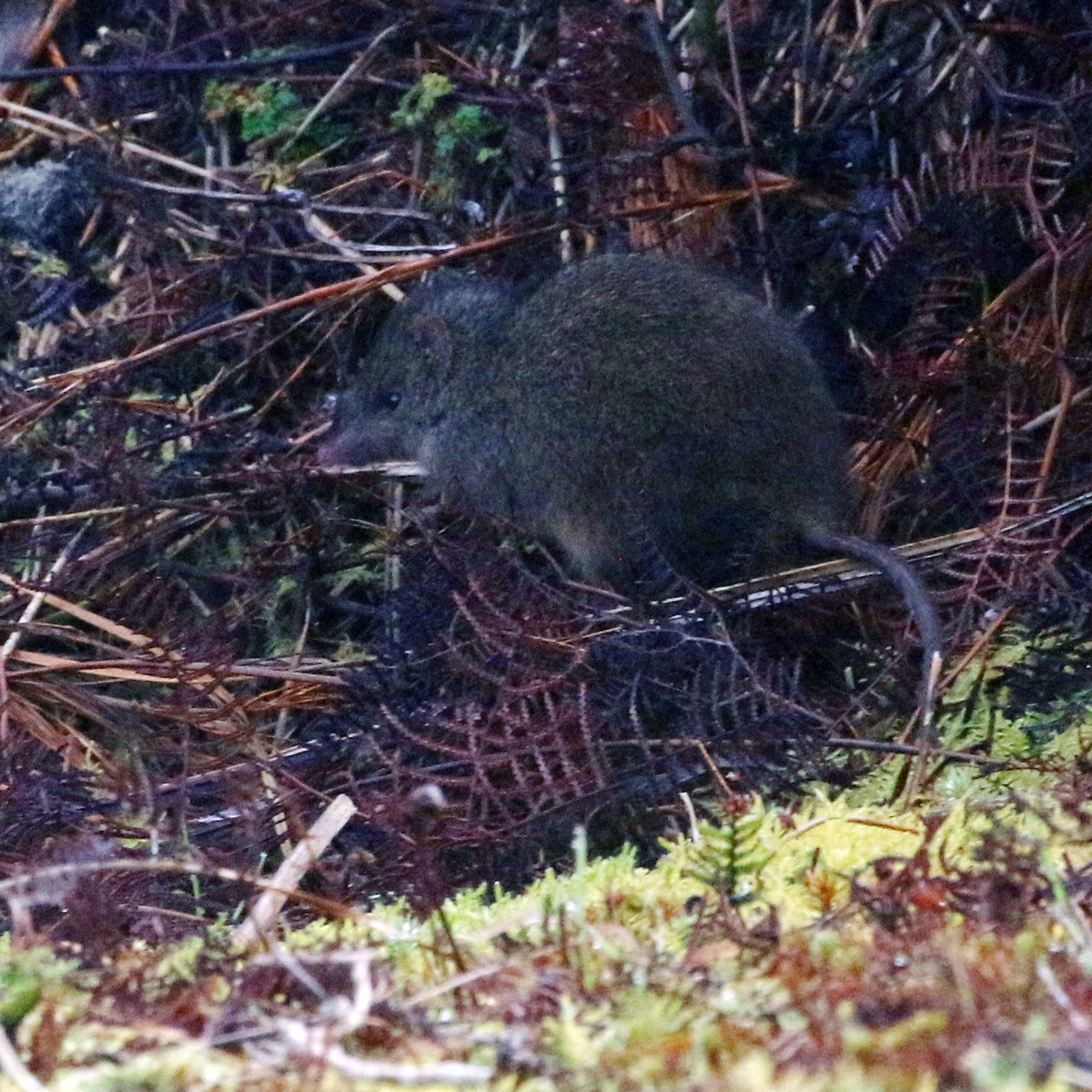Малая сумчатая мышь (Antechinus minimus) Фото №7