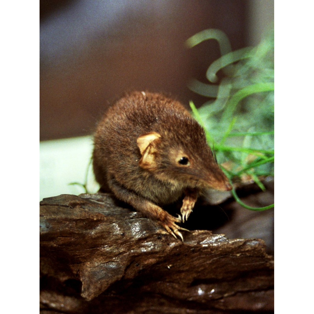 Бурая сумчатая мышь (Antechinus stuartii) Фото №10