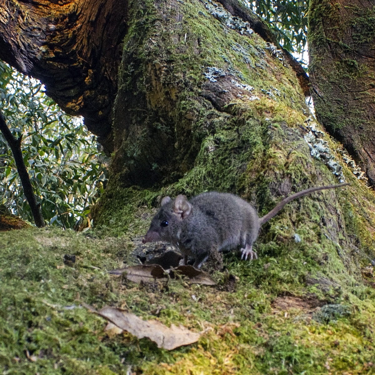Бурая сумчатая мышь (Antechinus stuartii) Фото №2
