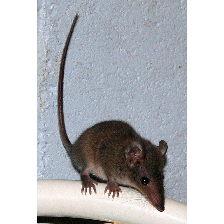 Бурая сумчатая мышь (Antechinus stuartii) Фото №3