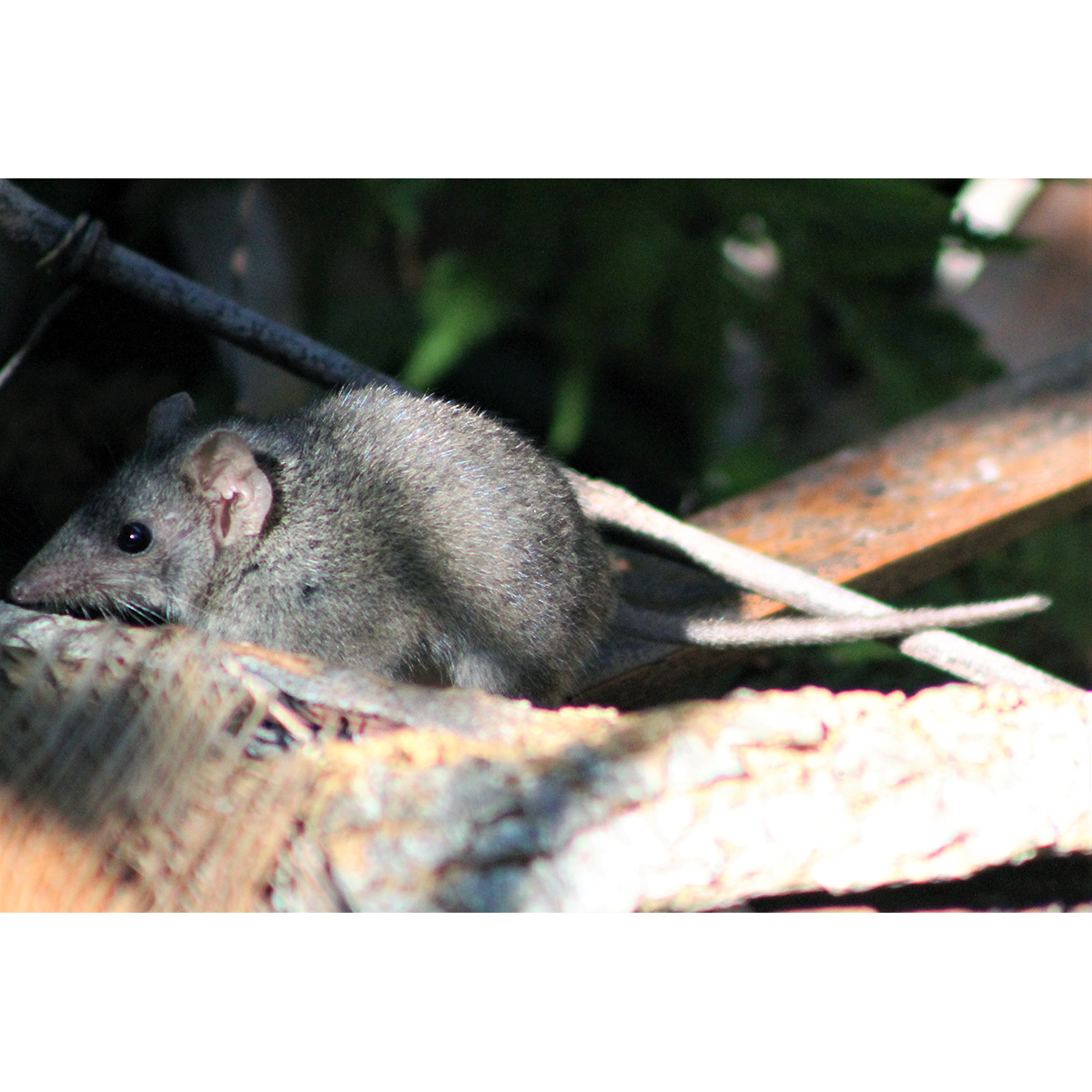 Бурая сумчатая мышь (Antechinus stuartii) Фото №4