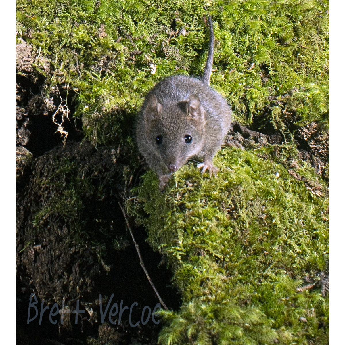 Бурая сумчатая мышь (Antechinus stuartii) Фото №6