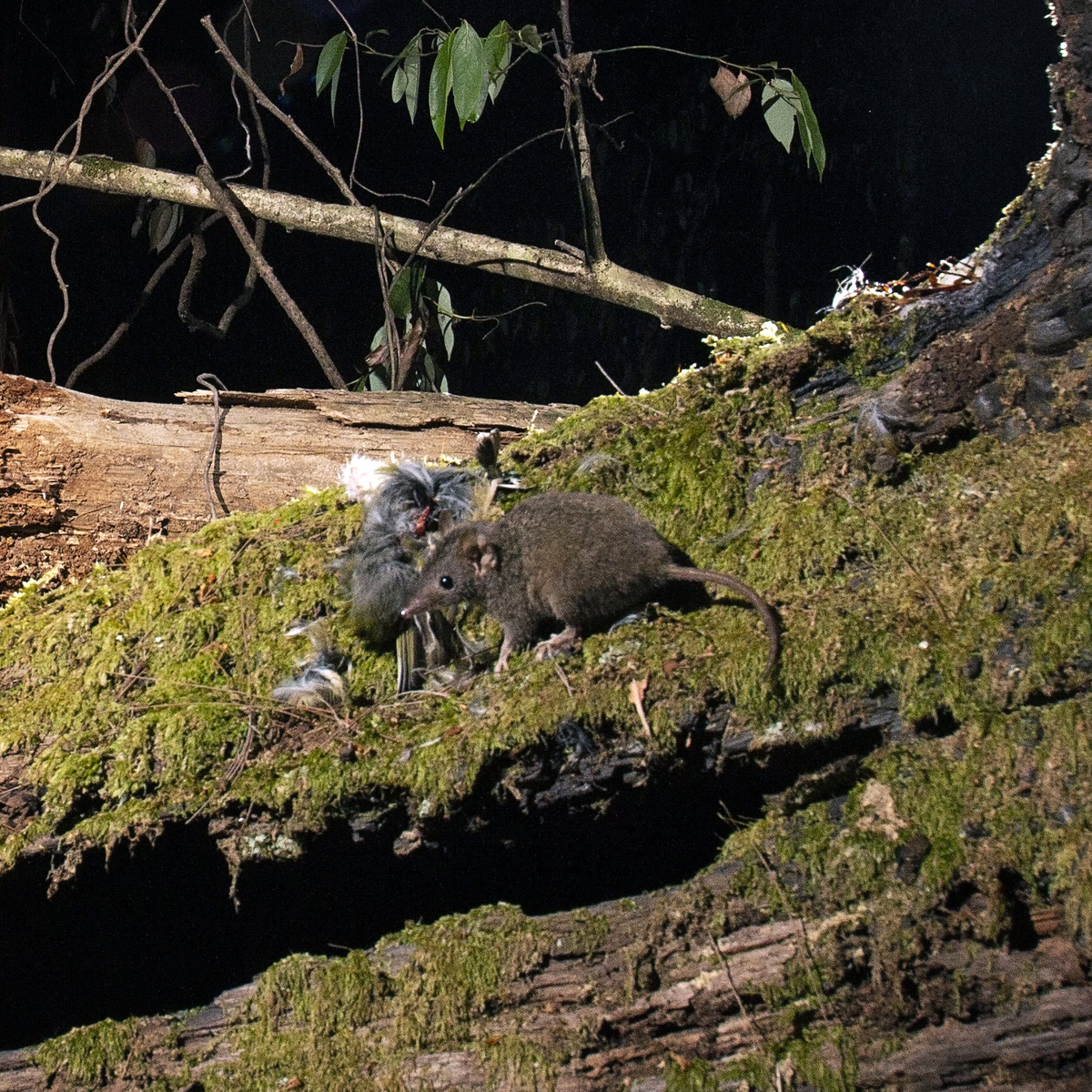 Бурая сумчатая мышь (Antechinus stuartii) Фото №7