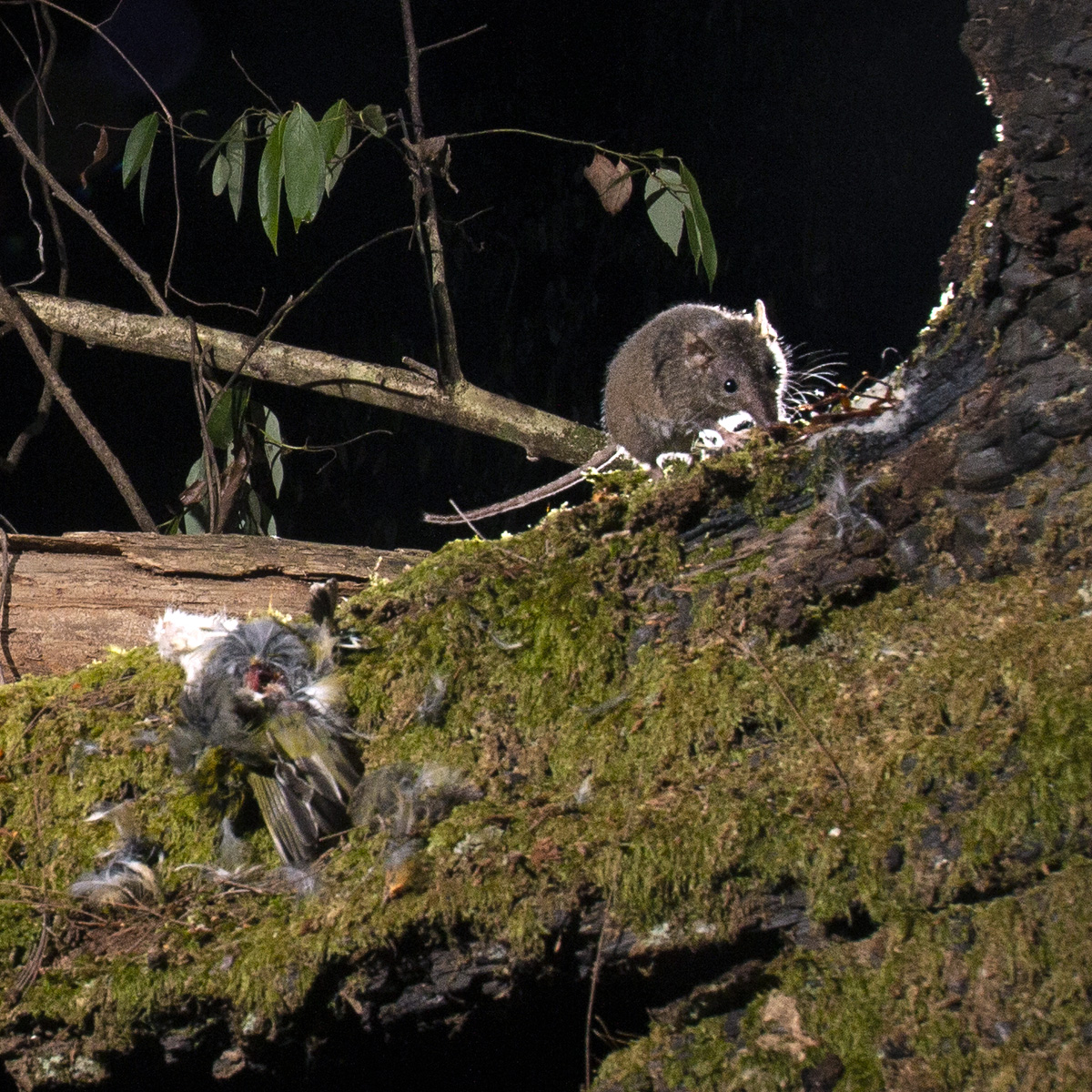 Бурая сумчатая мышь (Antechinus stuartii) Фото №8