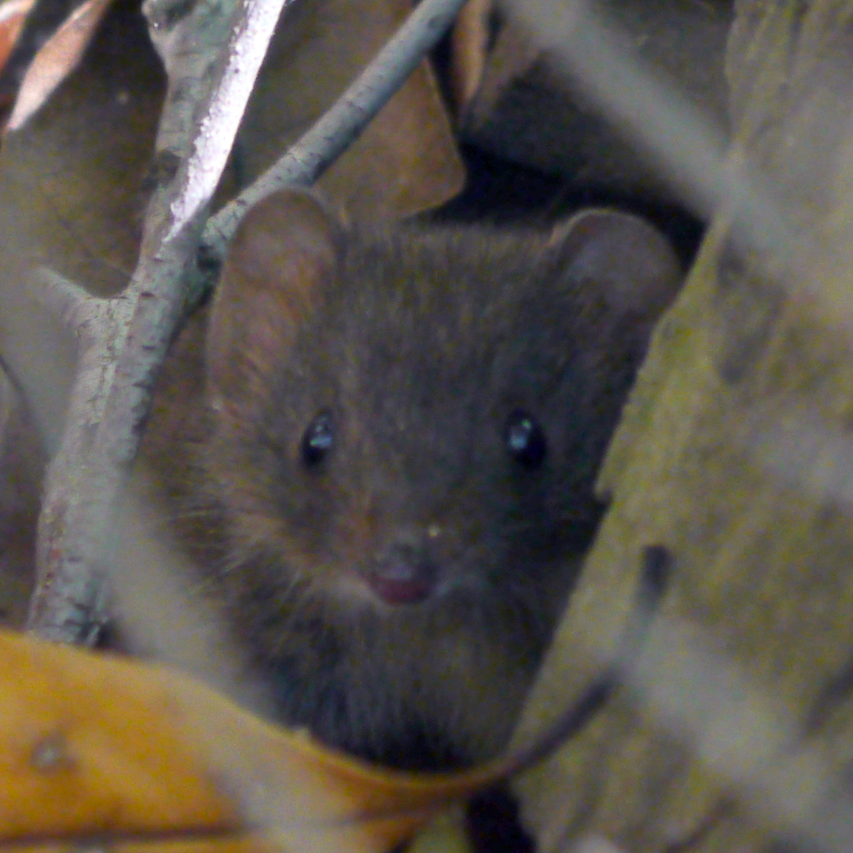 Бурая сумчатая мышь (Antechinus stuartii) Фото №9