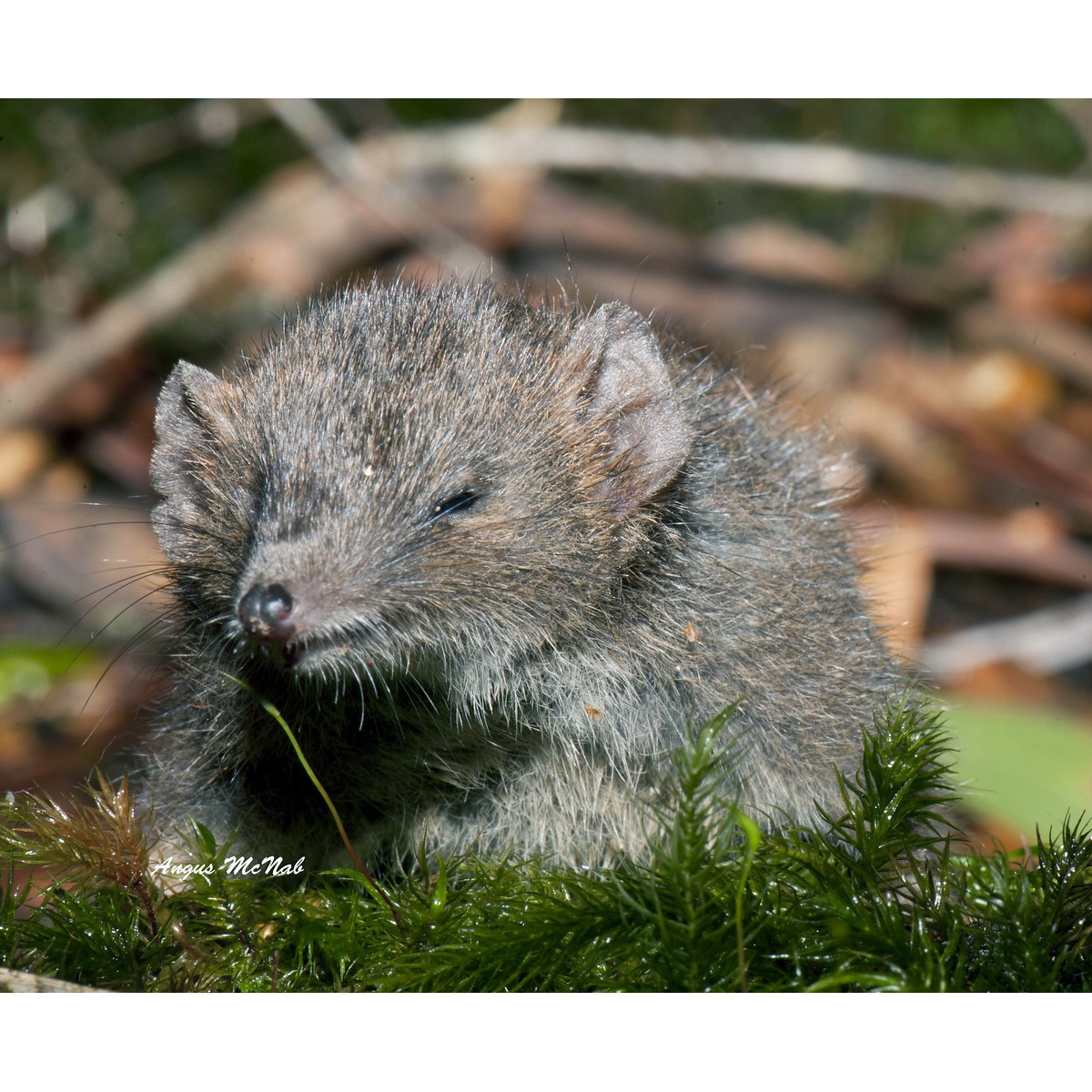 Сумчатая мышь Свенсона (Antechinus swainsonii) Фото №10